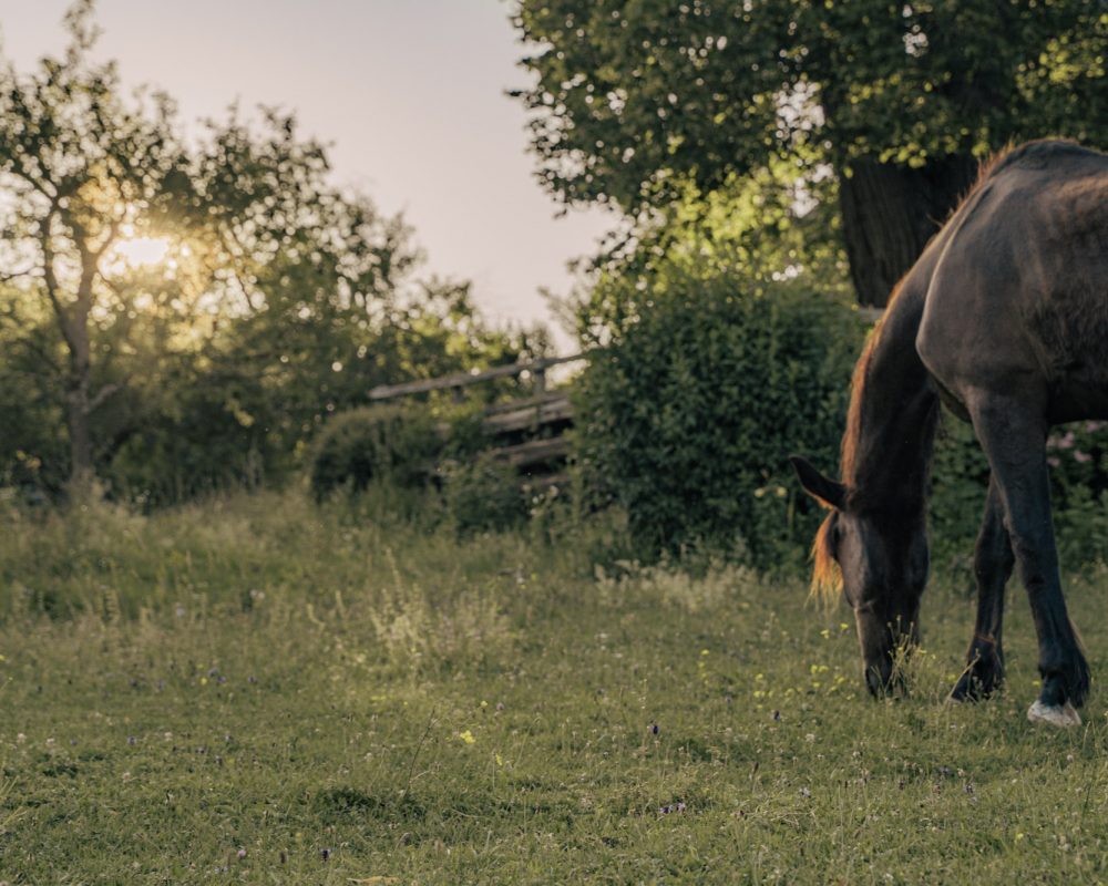 Pferd auf Wiese beim Seezugang
